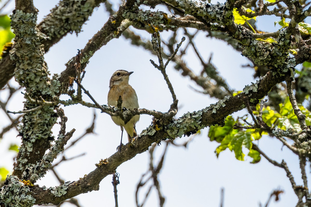 Whinchat - Gabi Uhrova