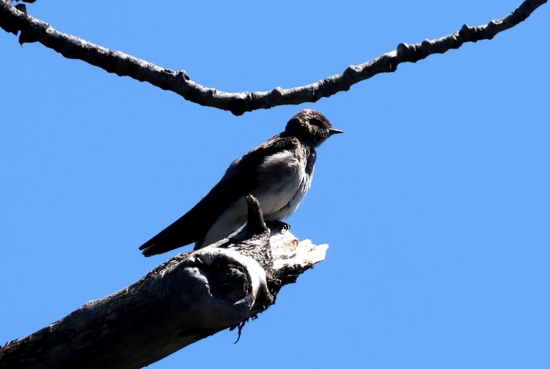 Golondrina Aserrada - ML620888266