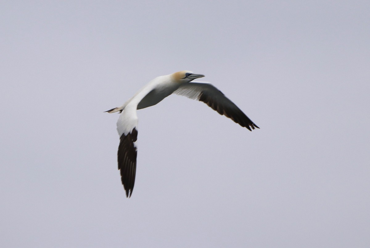 Northern Gannet - ML620888267