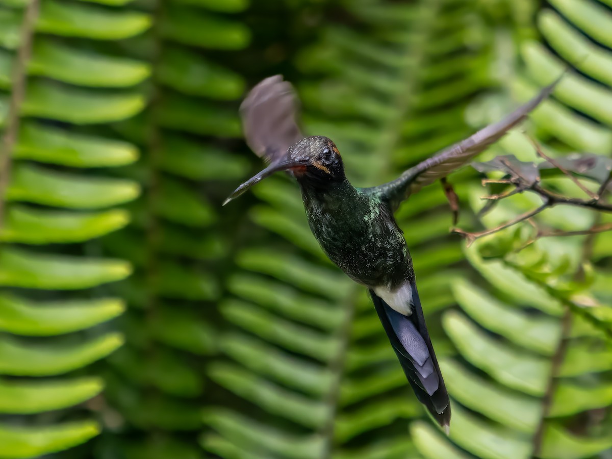 White-whiskered Hermit - ML620888268