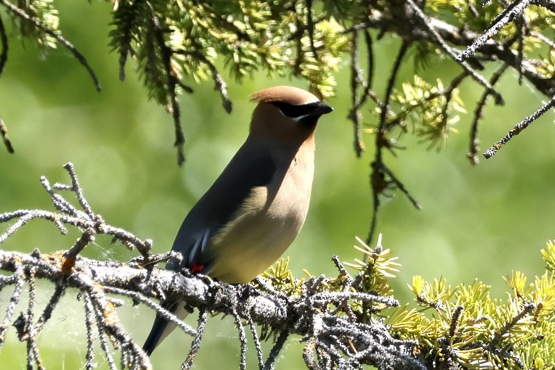 Cedar Waxwing - ML620888277