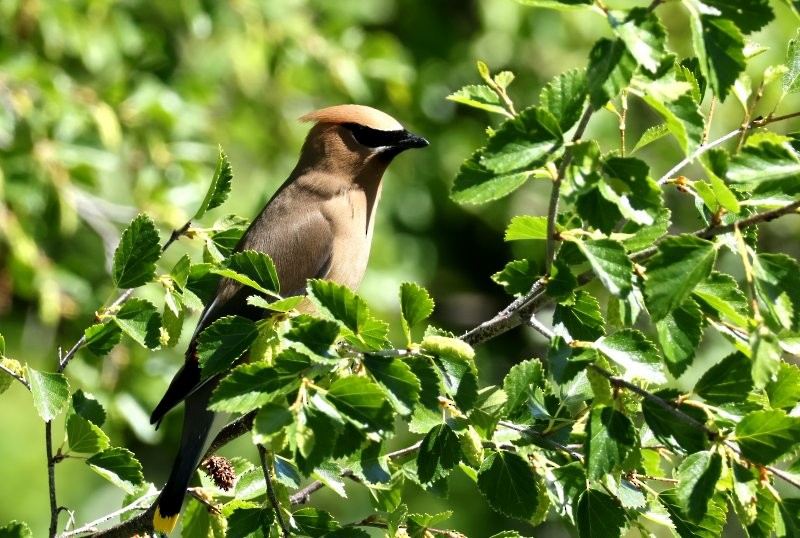 Cedar Waxwing - ML620888278