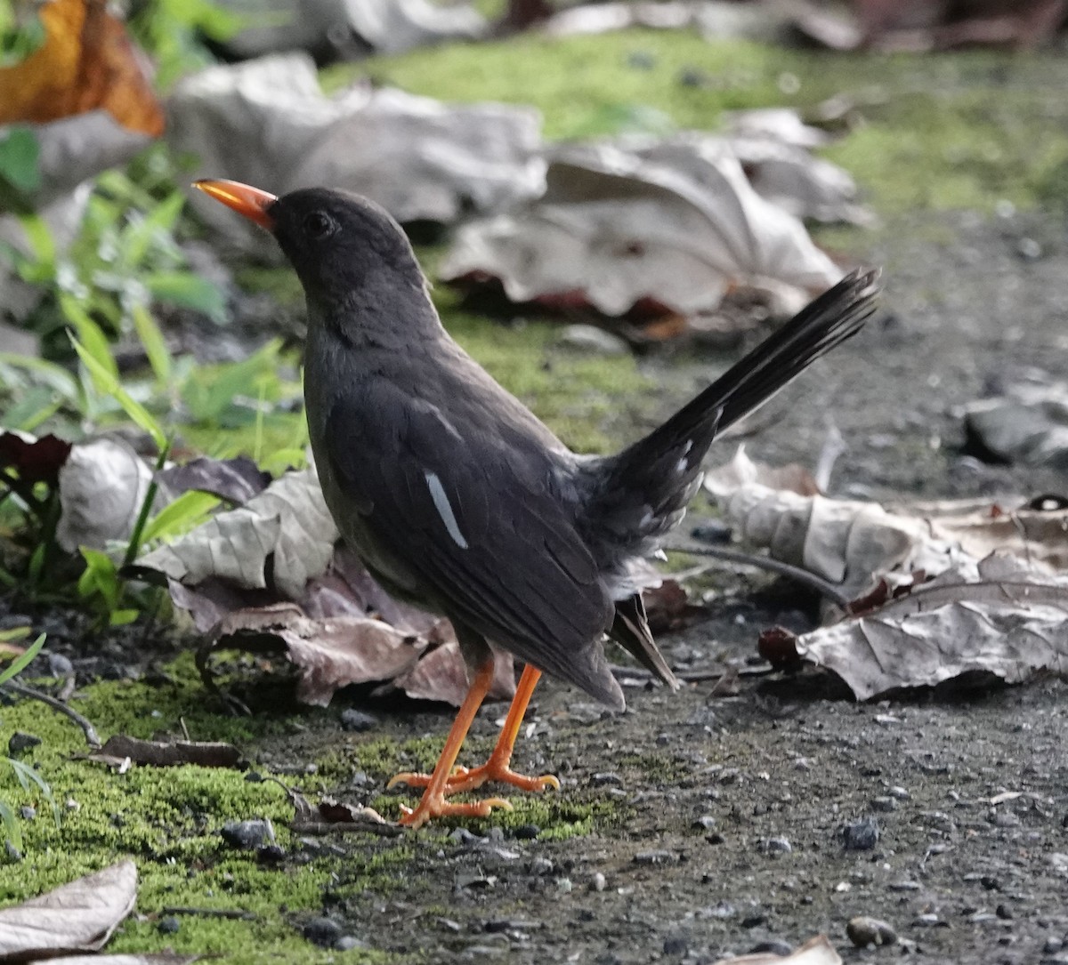 White-chinned Thrush - ML620888291