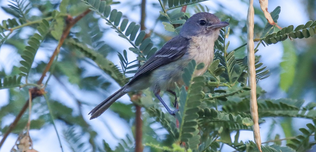 Braunaugenvireo - ML620888292