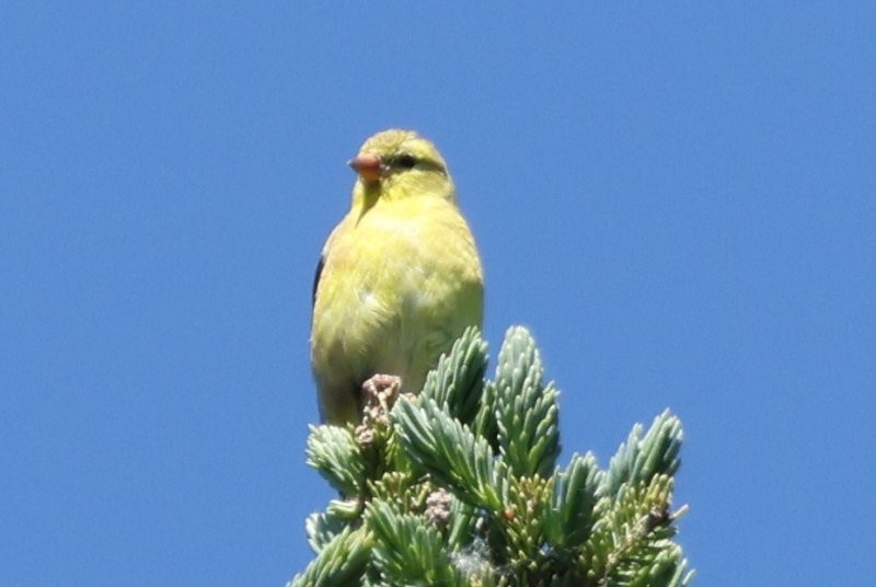 Chardonneret jaune - ML620888293