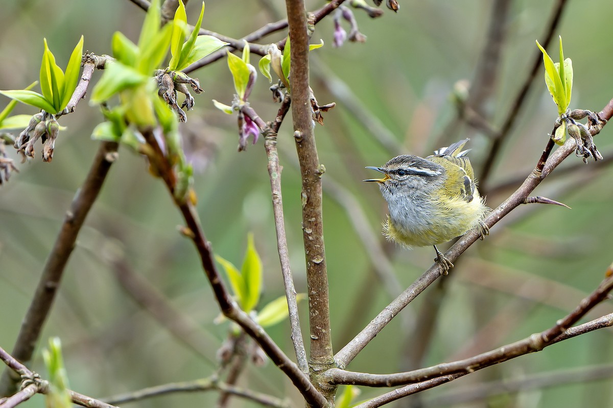 Ashy-throated Warbler - Daniel López-Velasco | Ornis Birding Expeditions