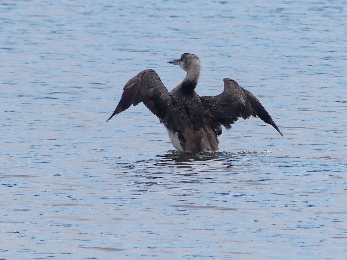 Plongeon huard - ML620888295