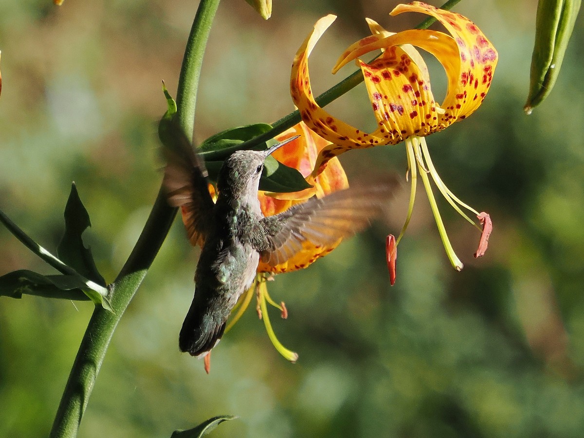 Anna's Hummingbird - ML620888298