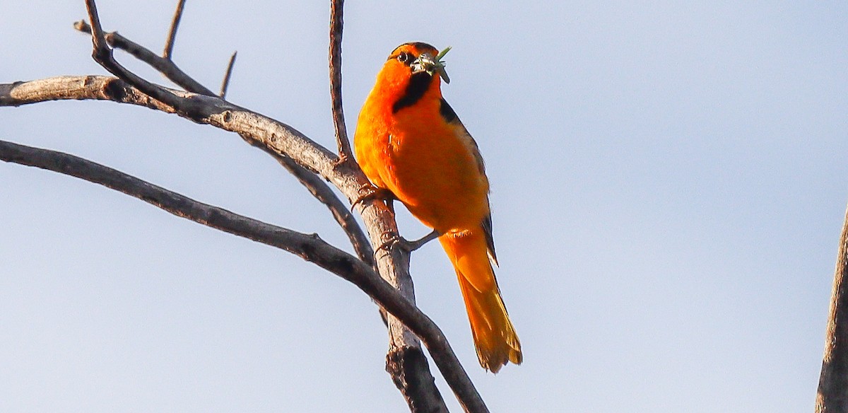 Bullock's Oriole - ML620888299