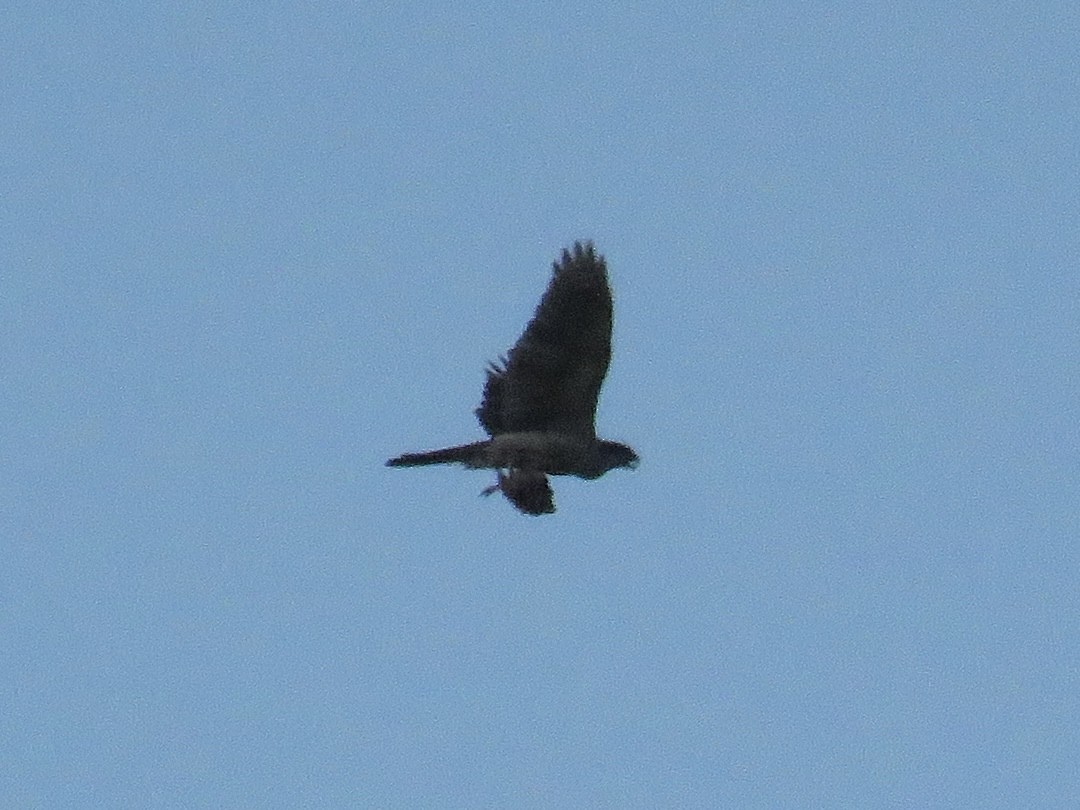 Eurasian Goshawk - ML620888300