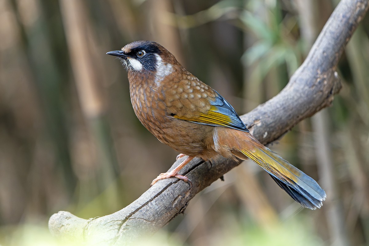 Black-faced Laughingthrush - ML620888301