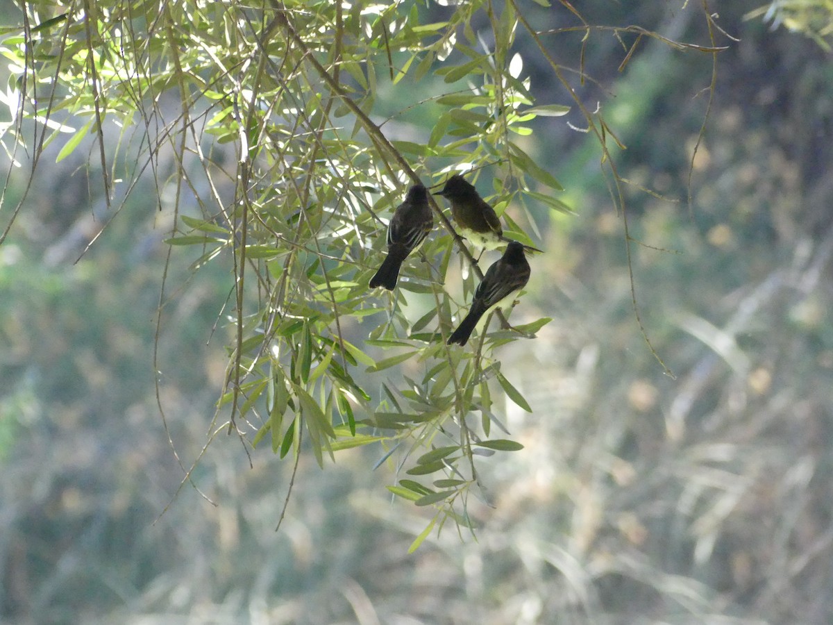 Black Phoebe - Larry Koopa