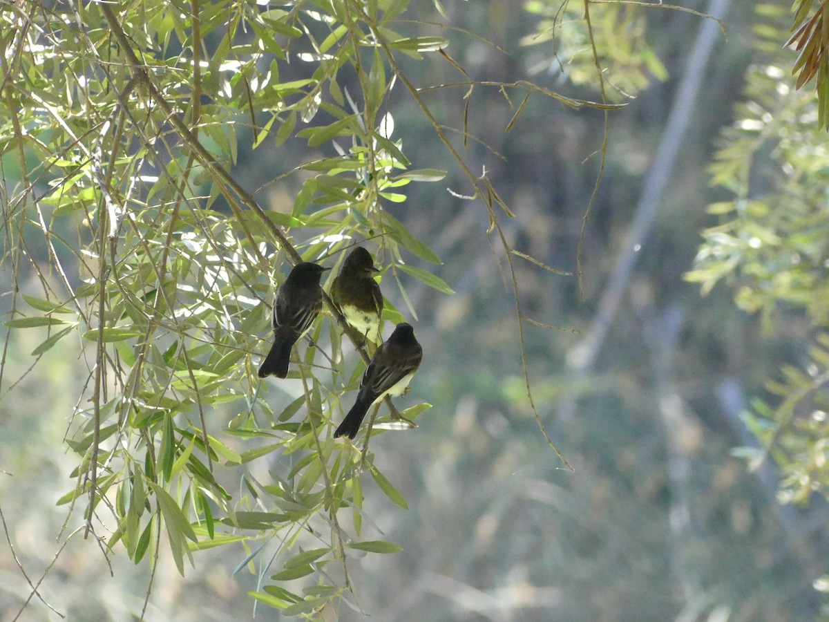 Black Phoebe - ML620888316