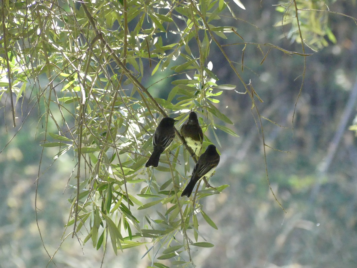 Black Phoebe - ML620888318