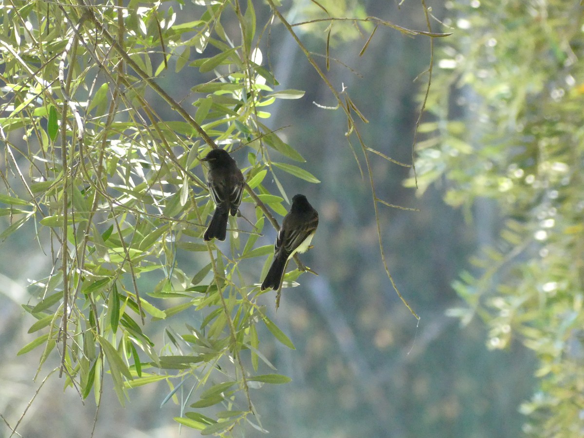 Black Phoebe - ML620888320