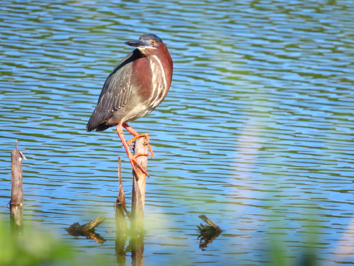 Green Heron - ML620888323