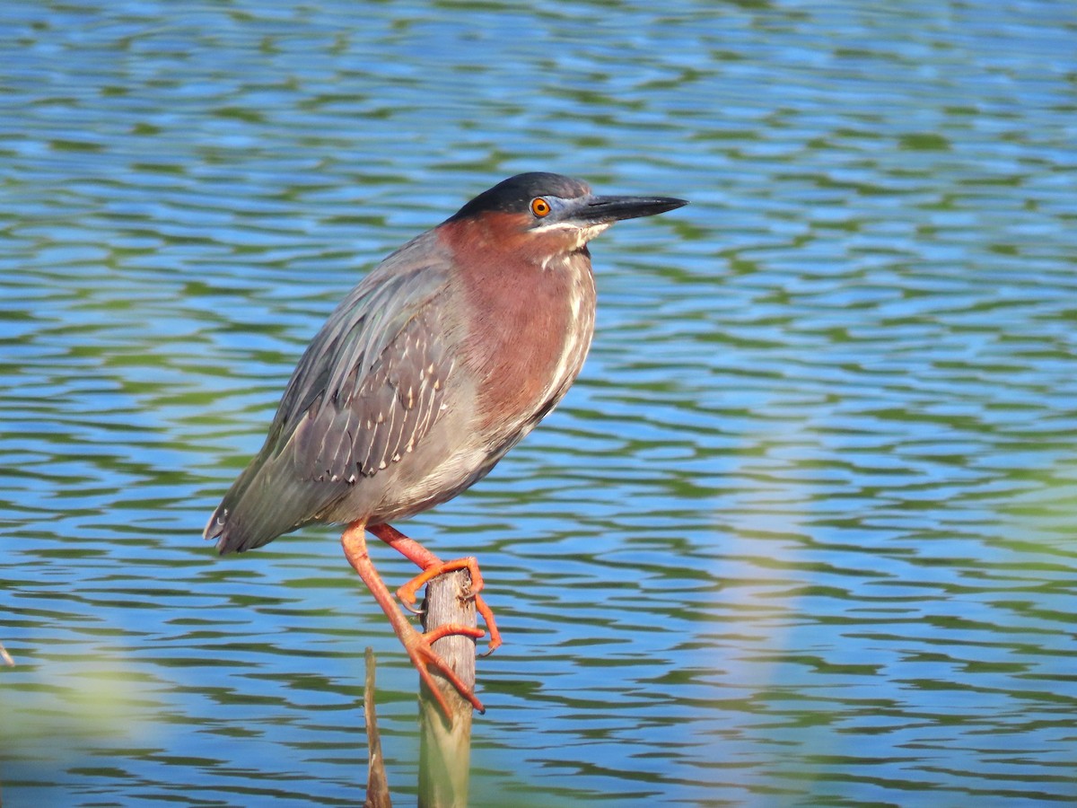 Green Heron - ML620888324