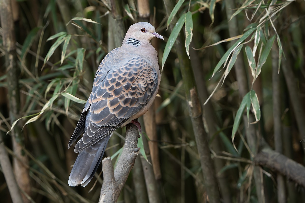 Oriental Turtle-Dove - ML620888326