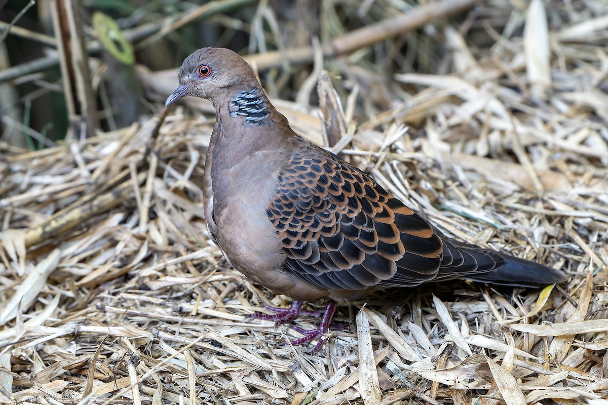 Oriental Turtle-Dove - ML620888327