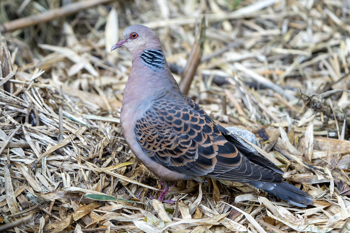 Oriental Turtle-Dove - ML620888328