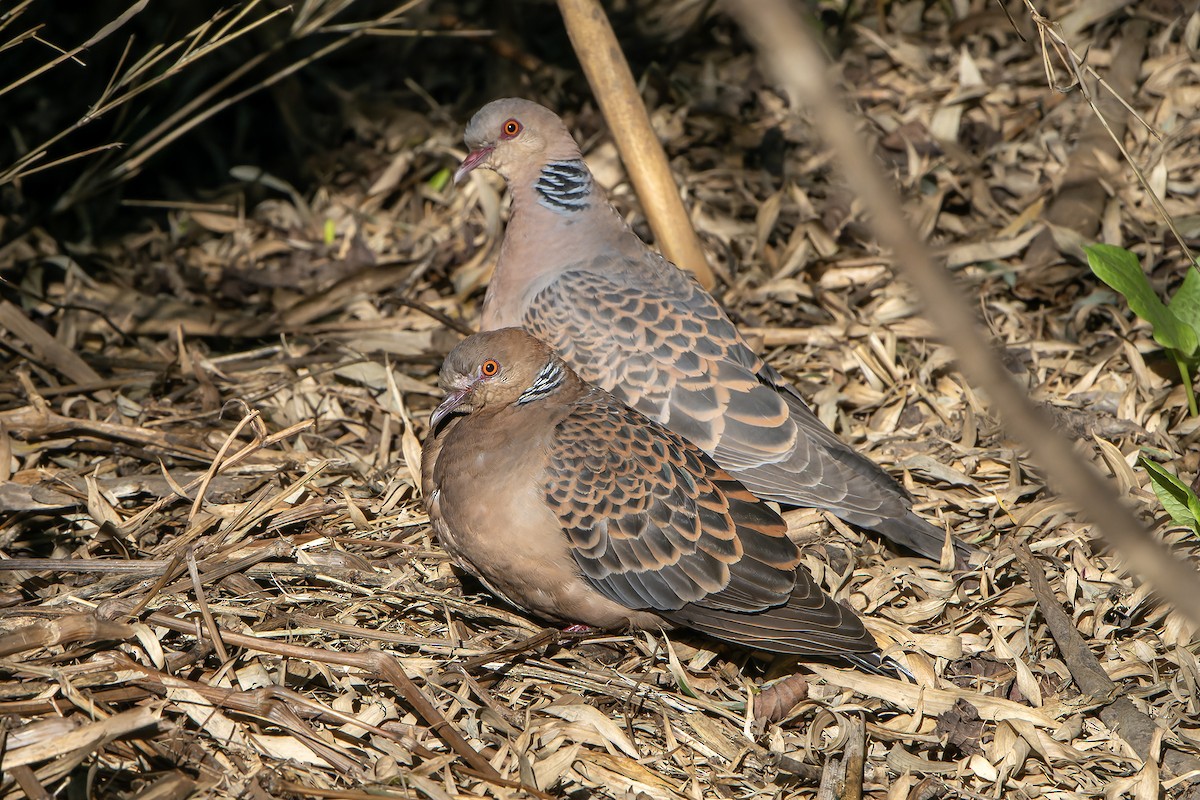 Oriental Turtle-Dove - ML620888329