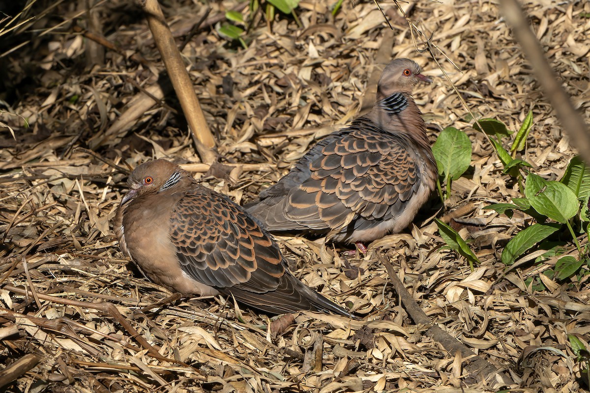 Oriental Turtle-Dove - ML620888330