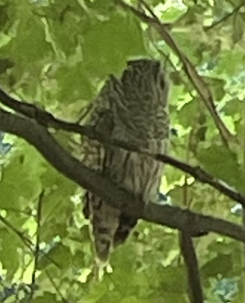 Barred Owl - ML620888332