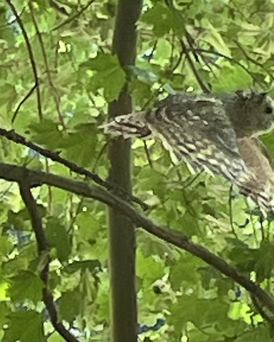 Barred Owl - ML620888333