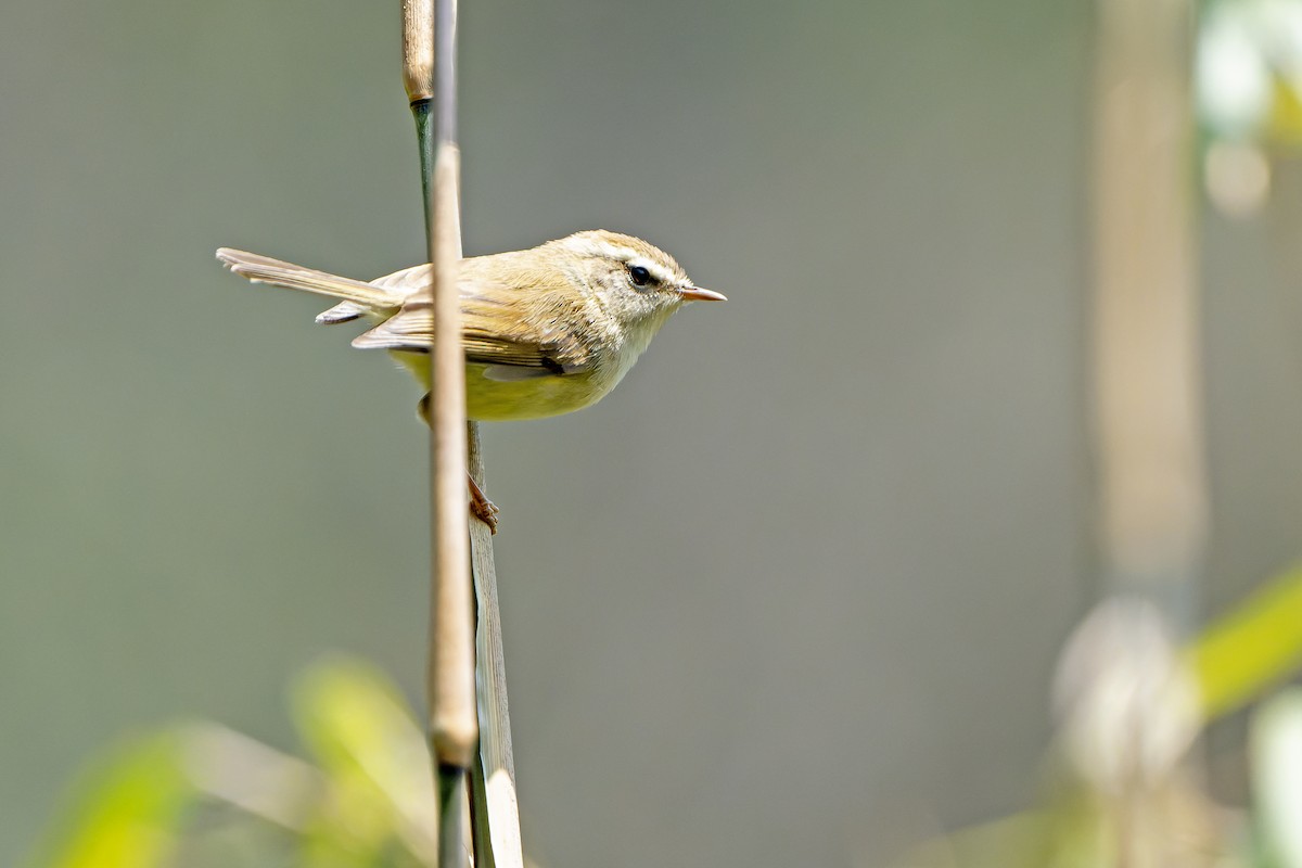 Hume's Bush Warbler - ML620888336