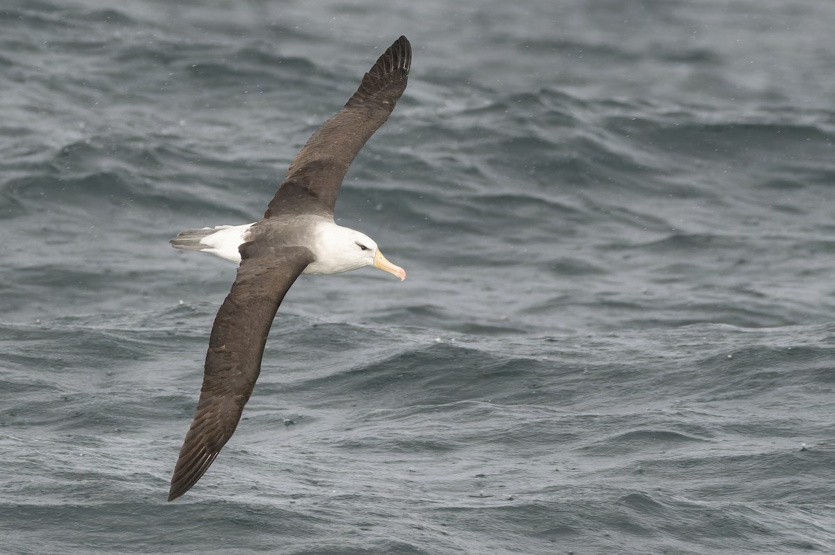Black-browed Albatross (Black-browed) - ML620888337