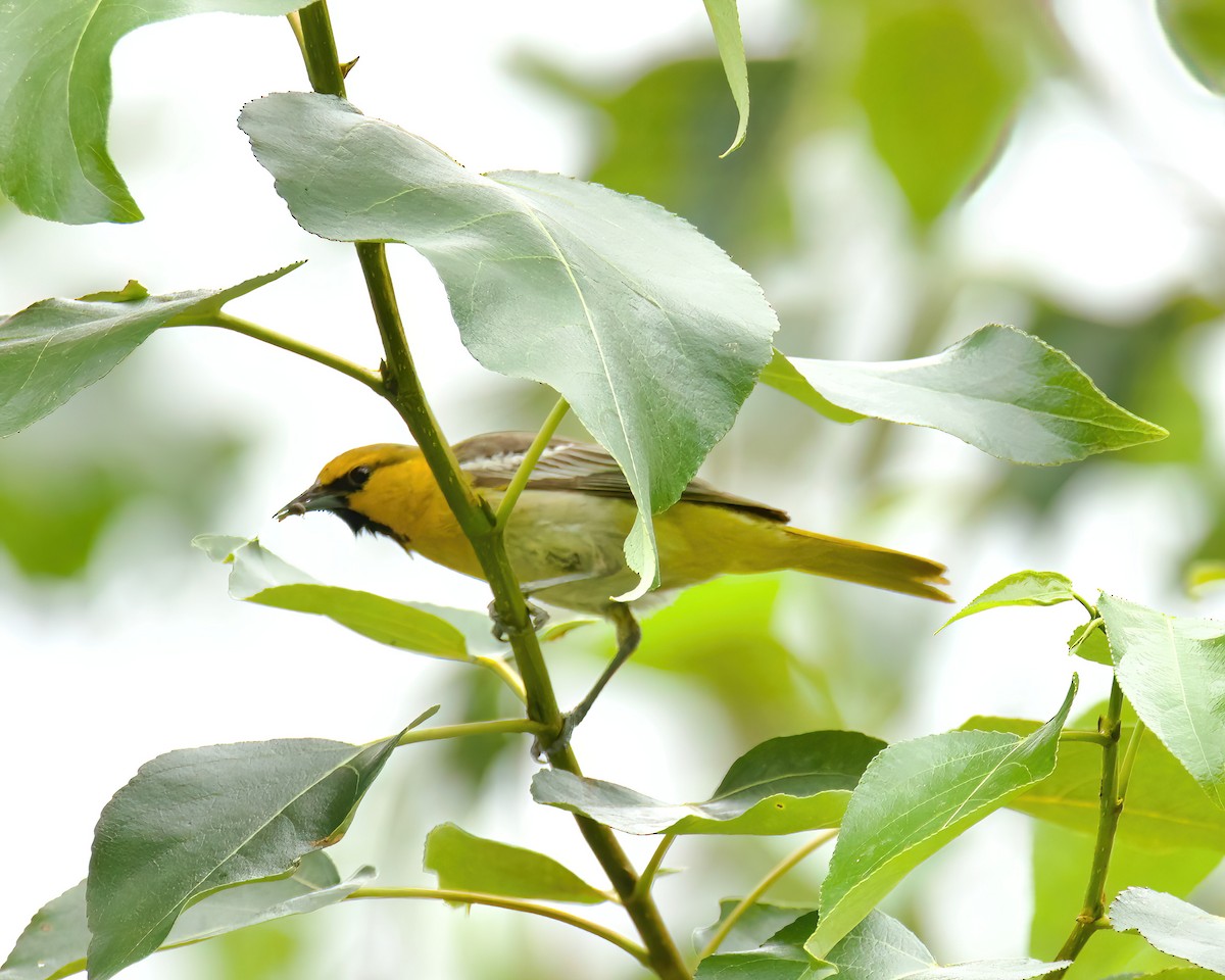 Oriole de Bullock - ML620888338