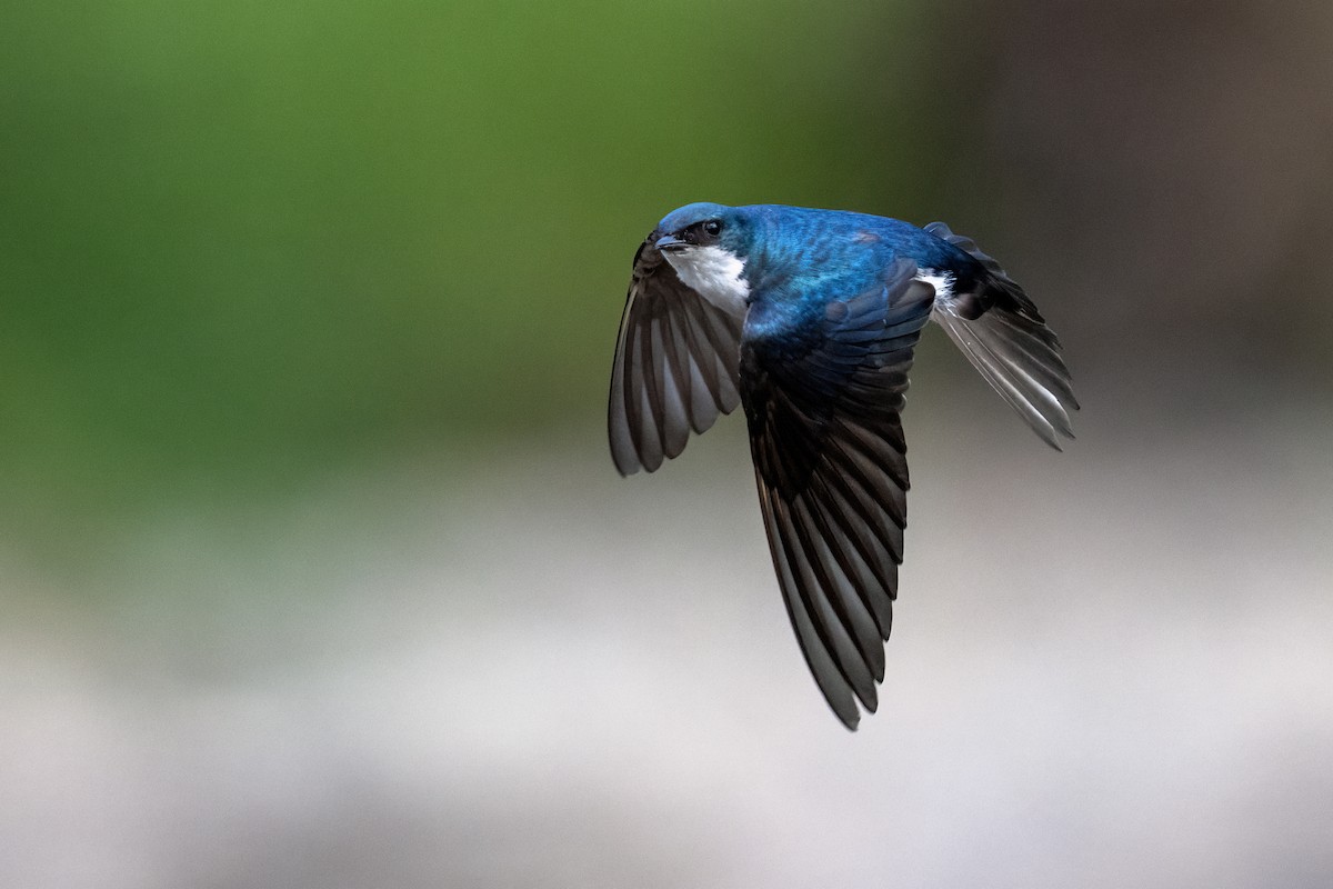 Tree Swallow - ML620888341