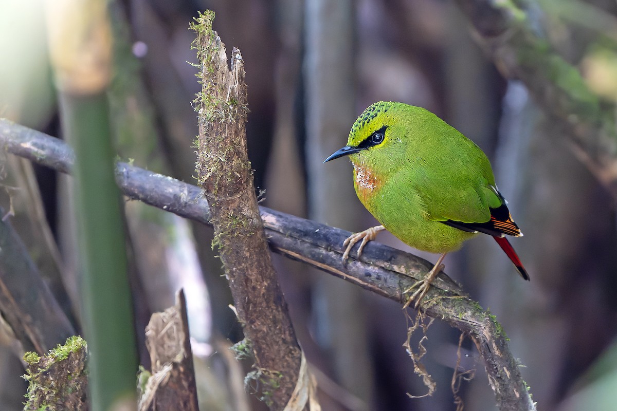 Fire-tailed Myzornis - ML620888343