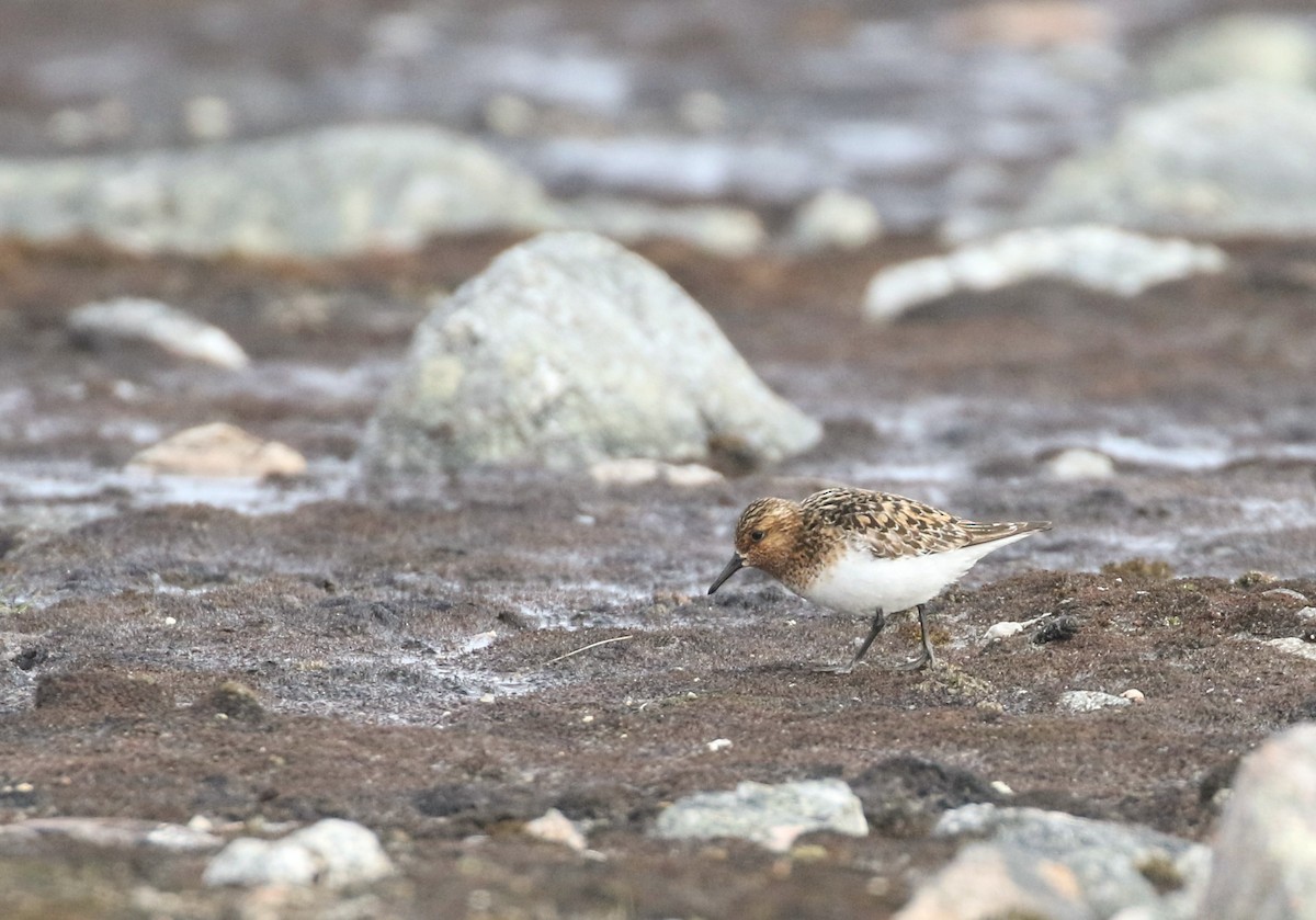 Bécasseau sanderling - ML620888349