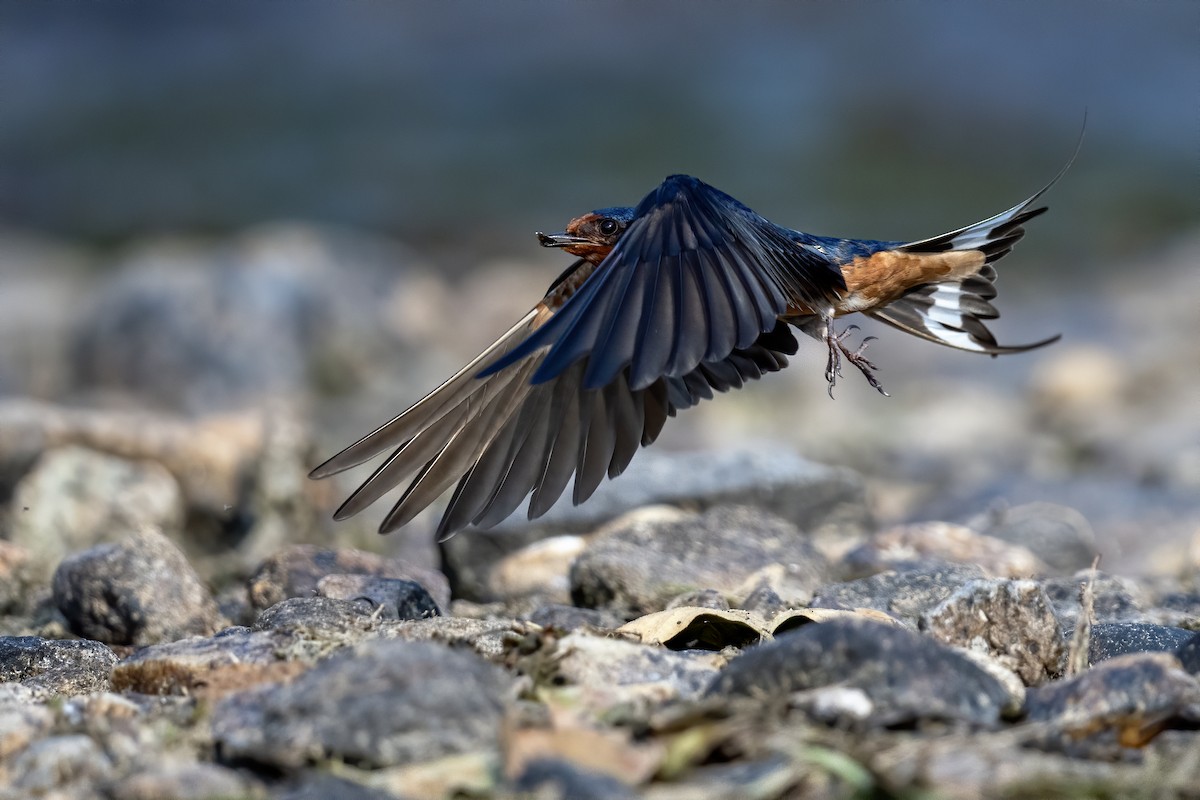 Golondrina Común - ML620888350