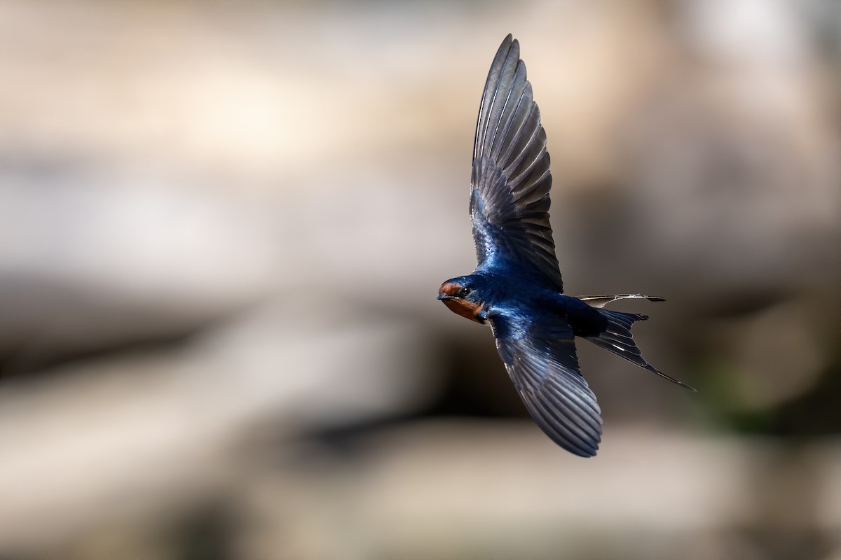 Barn Swallow - ML620888352