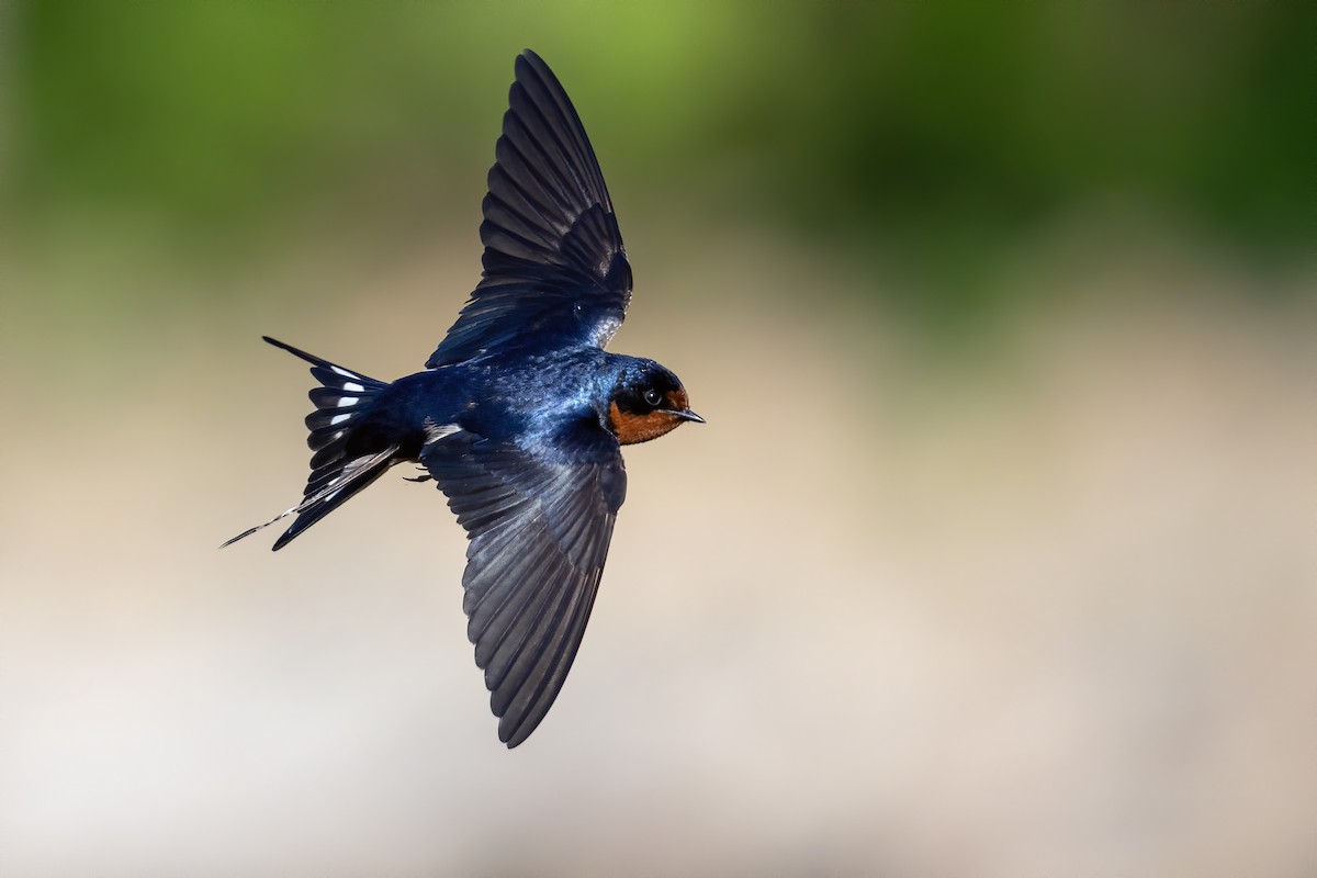 Golondrina Común - ML620888353