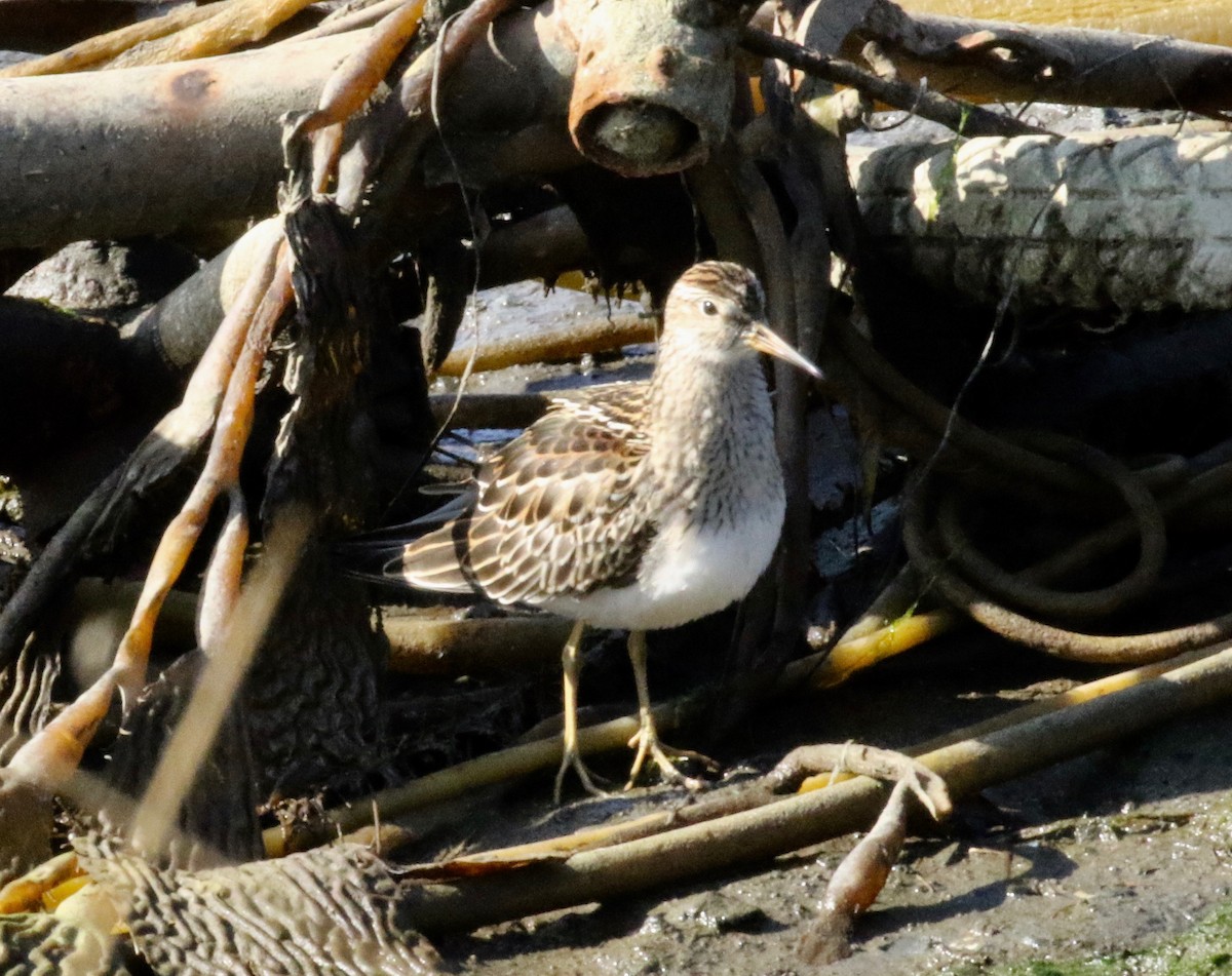 Pectoral Sandpiper - ML620888355