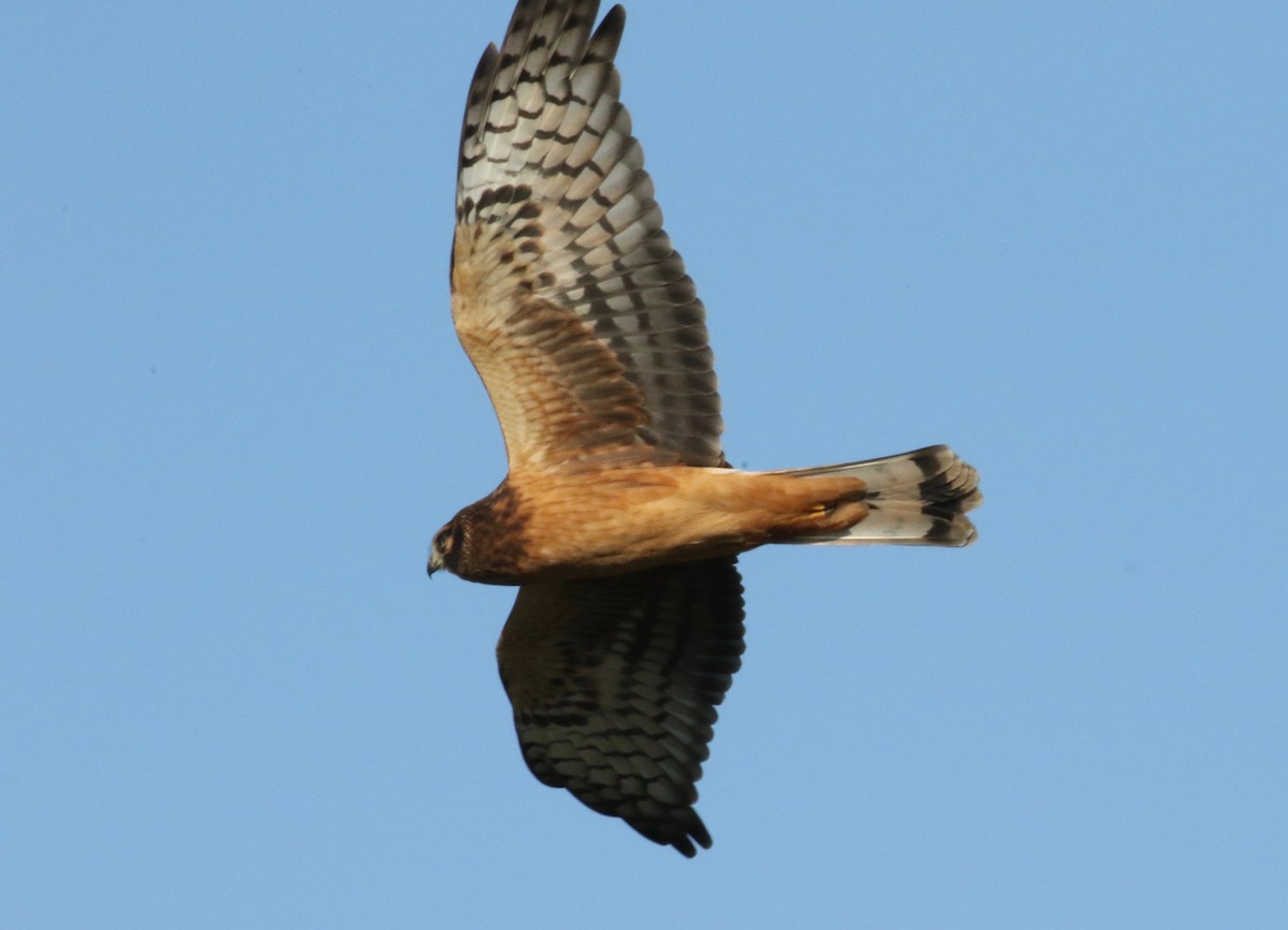 Northern Harrier - ML620888357