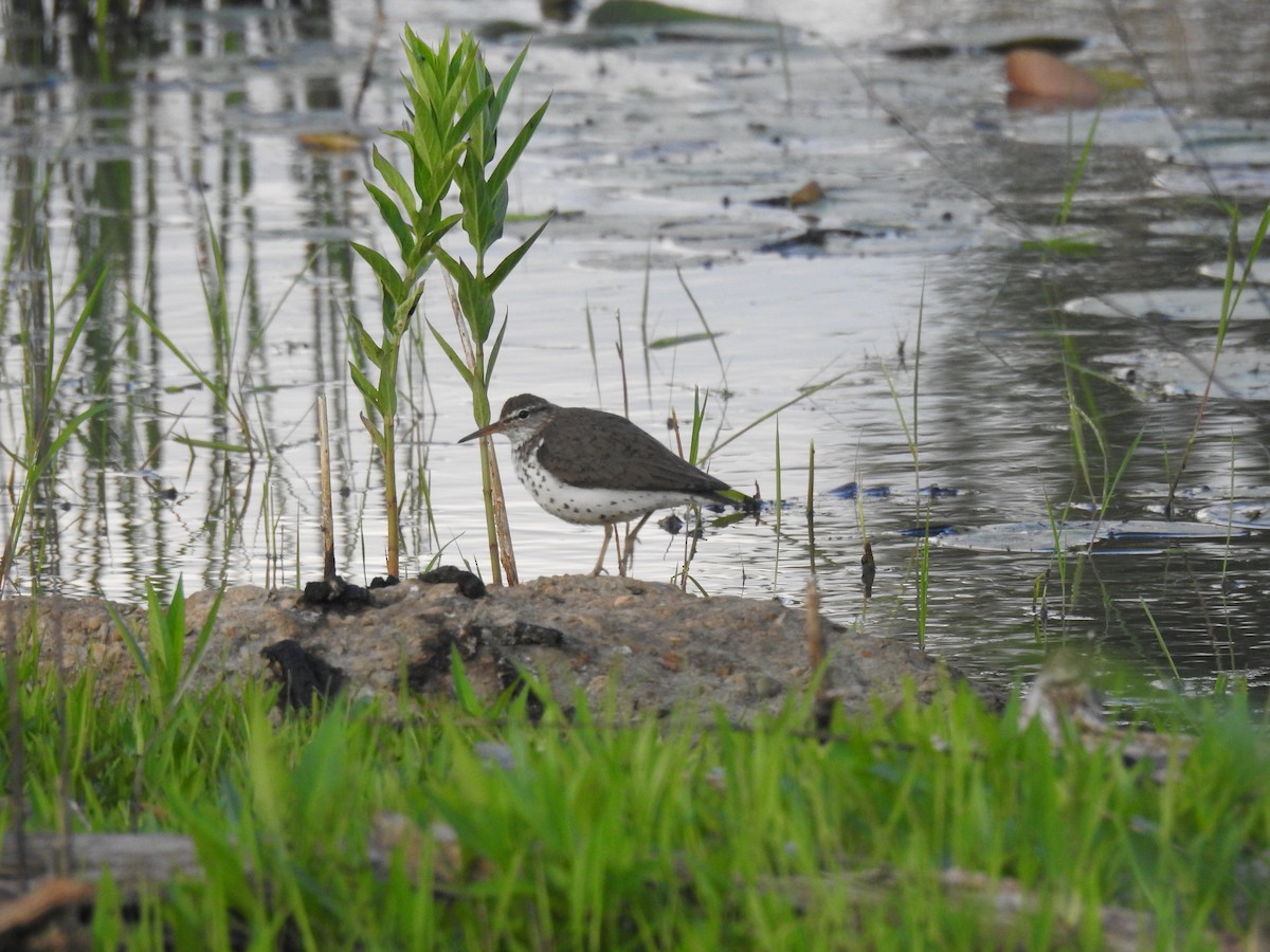 Spotted Sandpiper - ML620888363