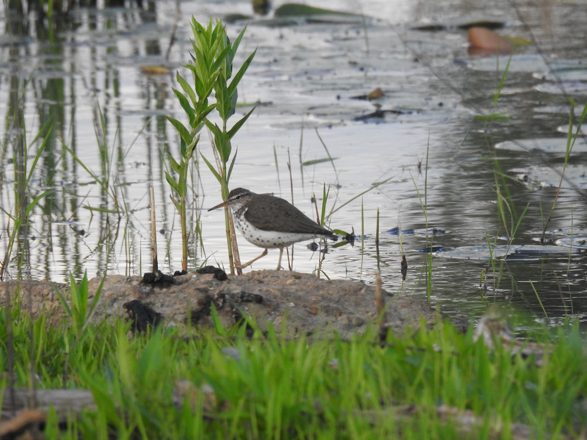 Spotted Sandpiper - ML620888364