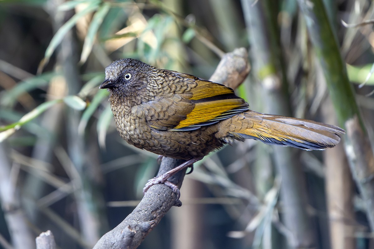 Scaly Laughingthrush - ML620888365