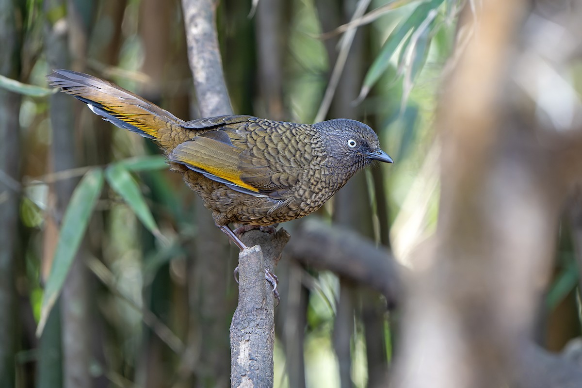 Scaly Laughingthrush - ML620888366