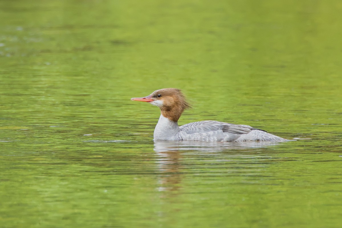 Common Merganser - ML620888367