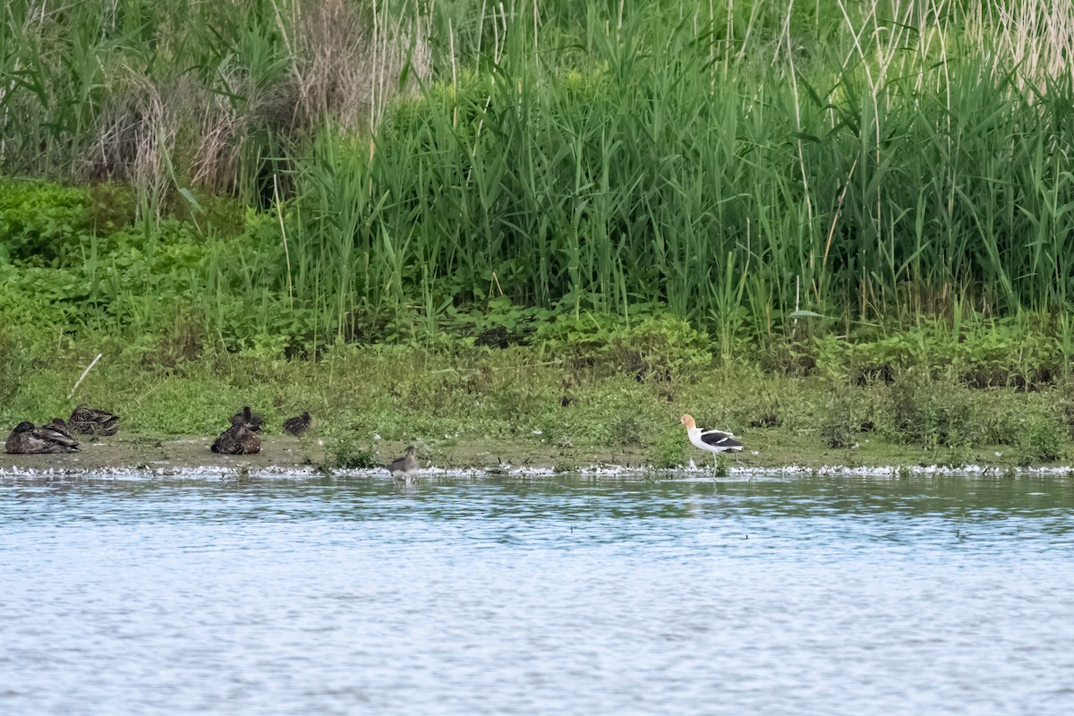 Avoceta Americana - ML620888370