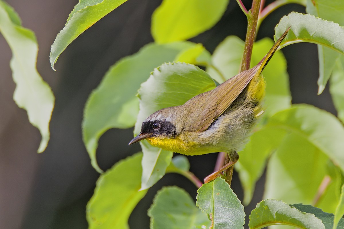 Common Yellowthroat - ML620888371