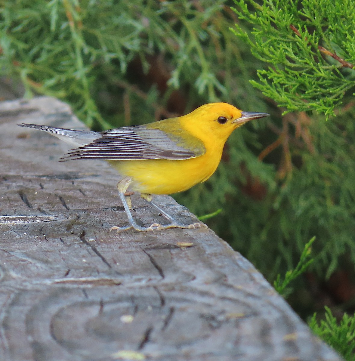 Prothonotary Warbler - Tom & Anna Leith
