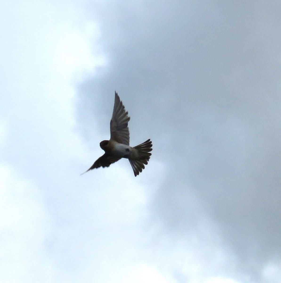 Cave Swallow - ML620888404