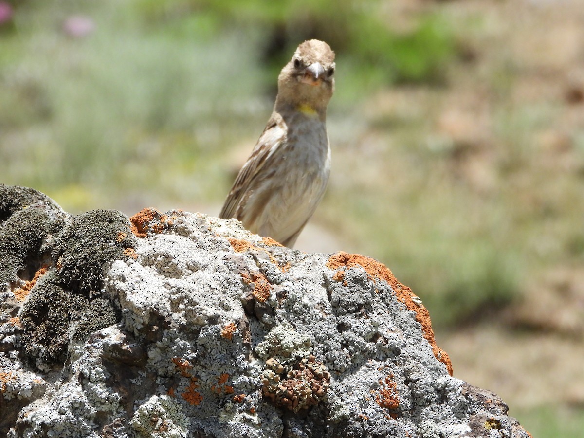 Rock Sparrow - Martin Rheinheimer