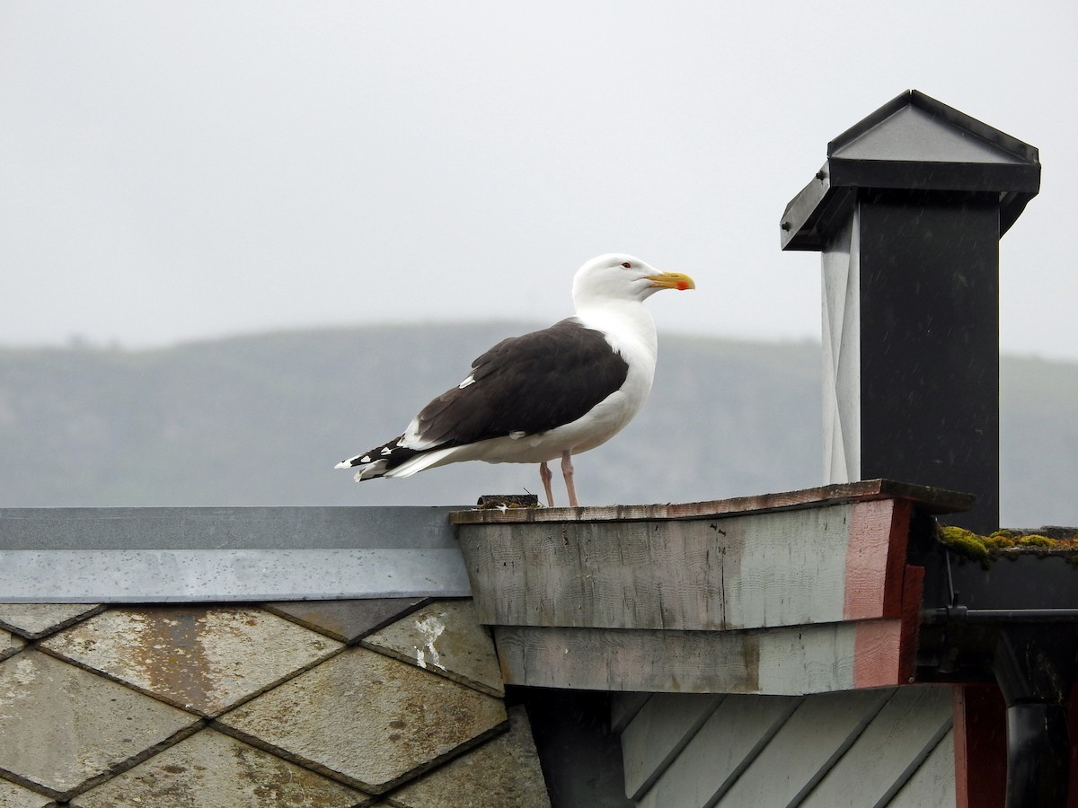 Great Black-backed Gull - kas dumroese